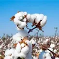 Cotton