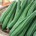 Ridge Gourd