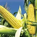 Corn/Maize
