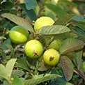 Guava