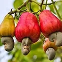 Cashew