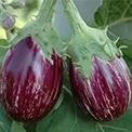 Brinjal