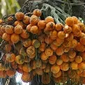 Areca nut