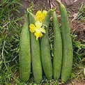 Sponge Gourd
