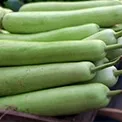 Bottle Gourd