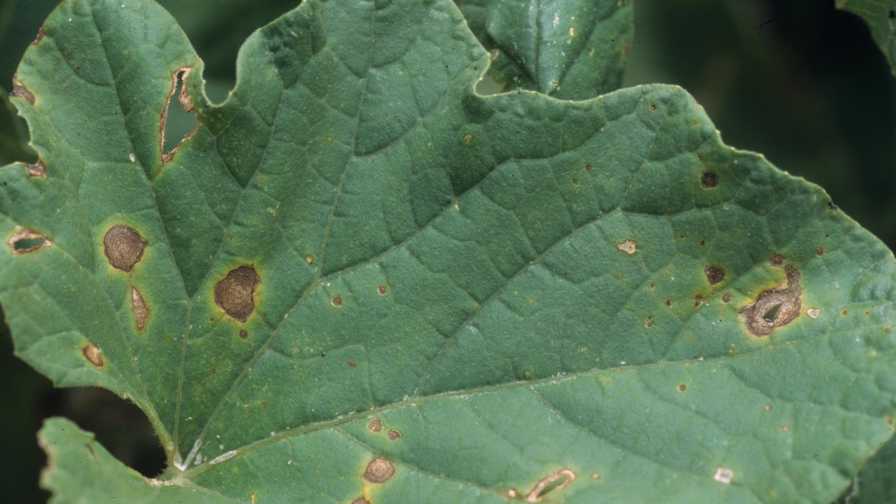 Alternaria Spot