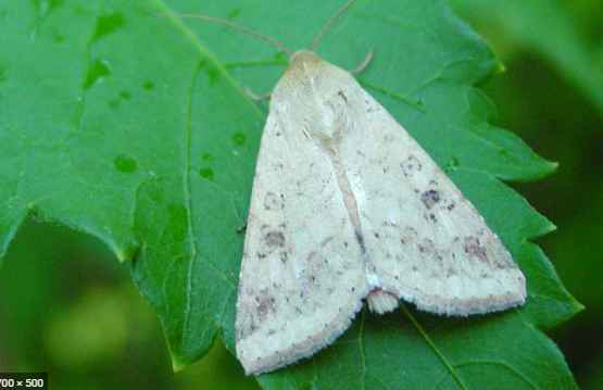Gram Caterpillar: Helicoverpa Armigera