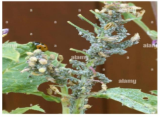 Aphid