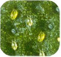 Mites