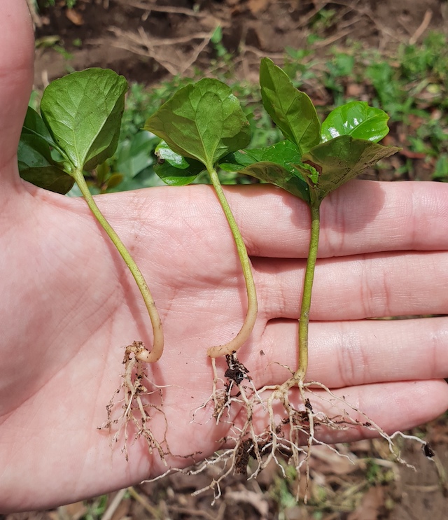 Root Diseases