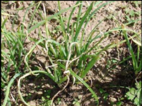 Copper deficiency