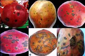 Alternaria fruit spot