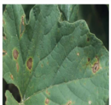 Alternaria spot