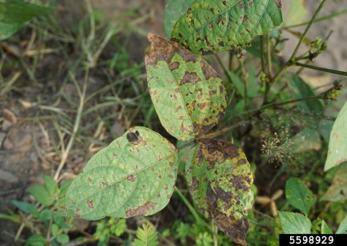 Anthracnose