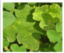 Downy mildew