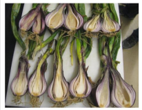 Bacterial Soft Rot