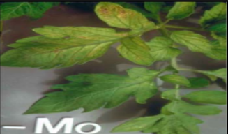 Molybelenom Deficiency