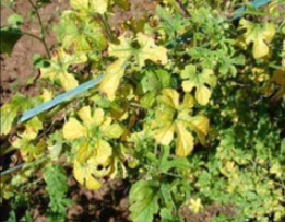 Nitrogen deficiency