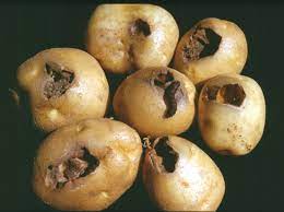 Greasy Cutworm or Black cut worm