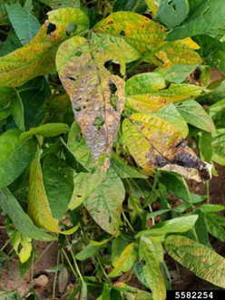 Cercospora leaf spot