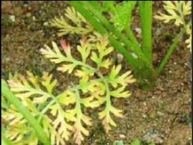 Magnesium Deficiency