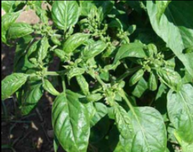 Boron Deficiency