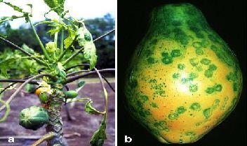 Papaya Ring Spot Disease