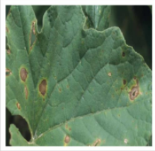 Alternaria spot