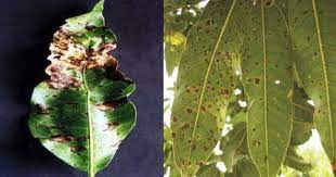 Bacterial Canker