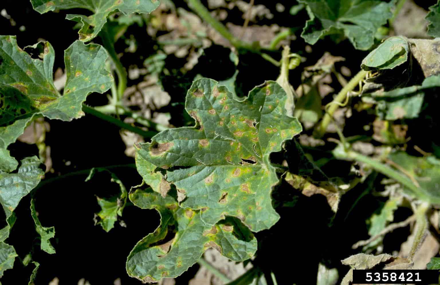 Alternaria Leaf Spot