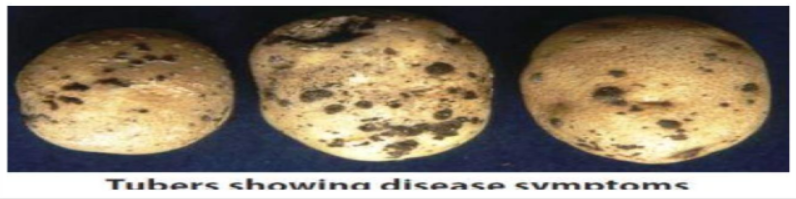 Black scurf or canker
