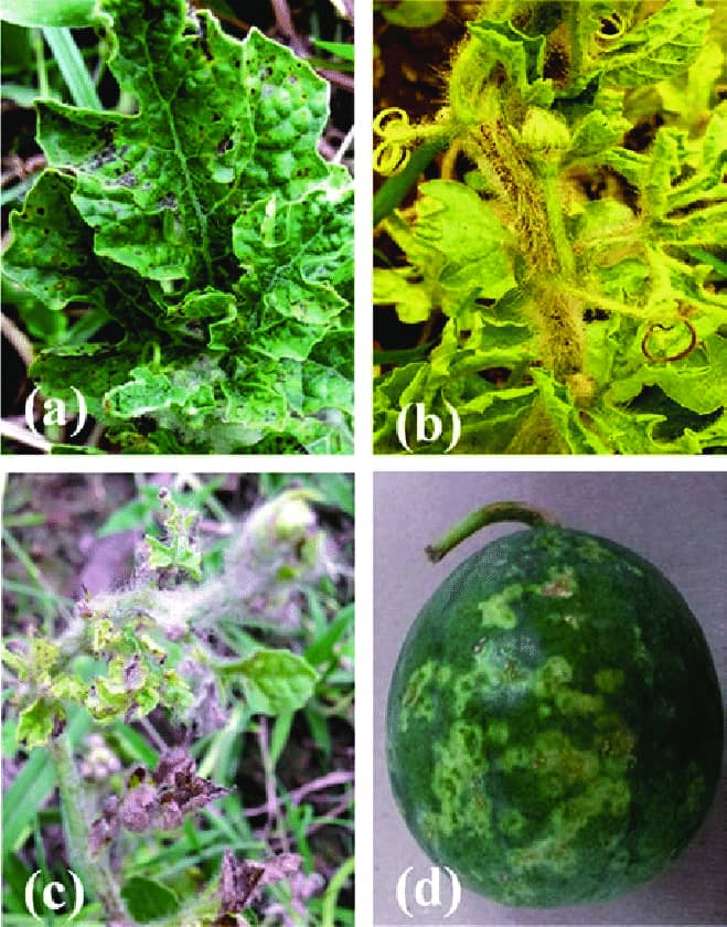 Bud Necrosis Disease