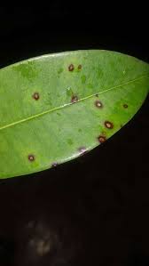 Leaf Spot