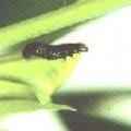 Groundnut bud borer 