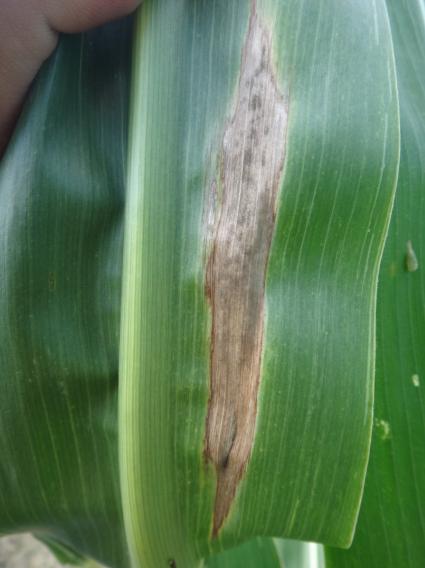 Leaf Blight
