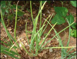 Nitrogen deficiency
