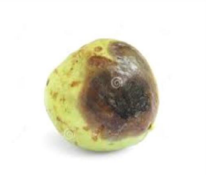 Fruit rot