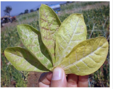 Thrips