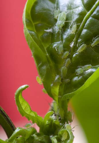 Aphid