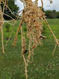Nematodes