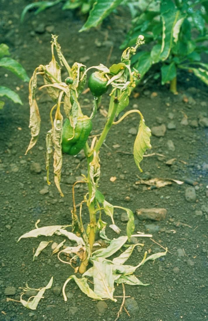 Bacterial Wilt