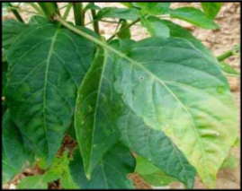 Phosphorus Deficiency