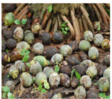 Fruit rot