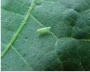 Leaf hopper