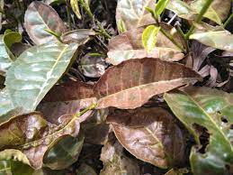 Red Spider Mite