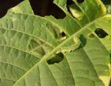 Leaf eating caterpillar