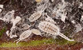 Mealy Bug