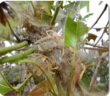 Leaf gall midges