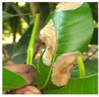 Leaf miner