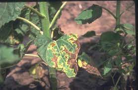 Verticillium Wilt